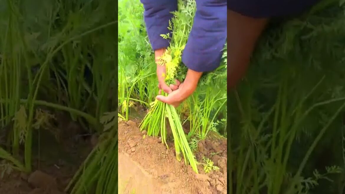 6615 🌺🍆🍀🌶🍓 #farming #johndeere #vegetables #cooking #gardening