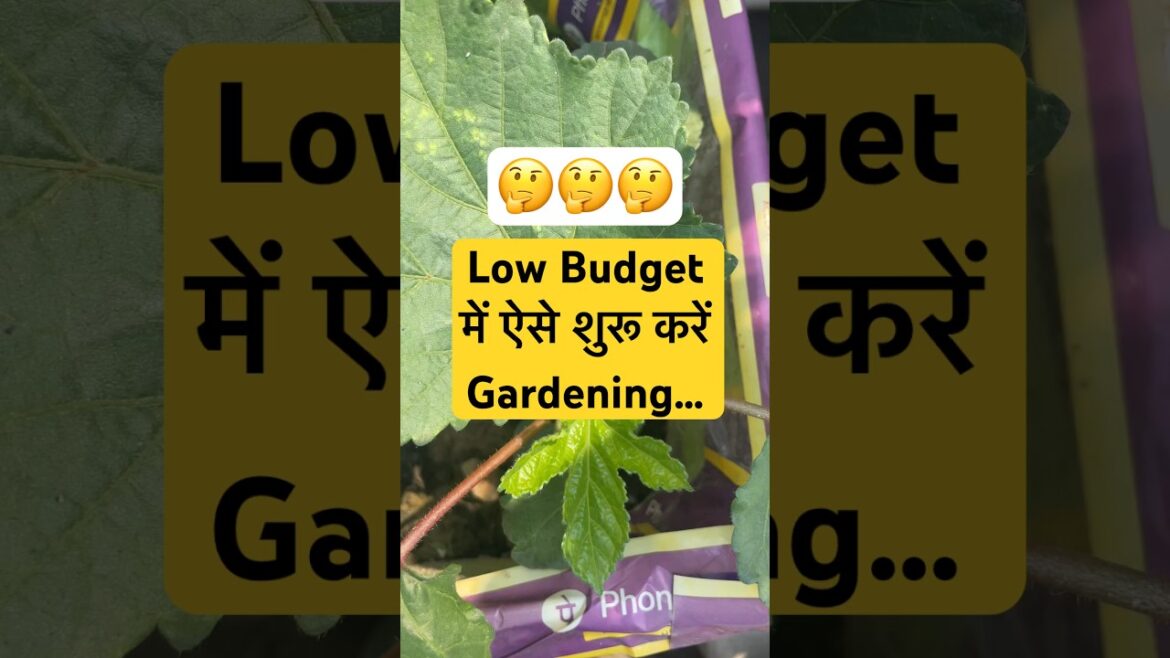 Low Budget gardening/जून में लगने वाले पौधे #plants #terracegarden #ytshorts #shorts #shortsfeed