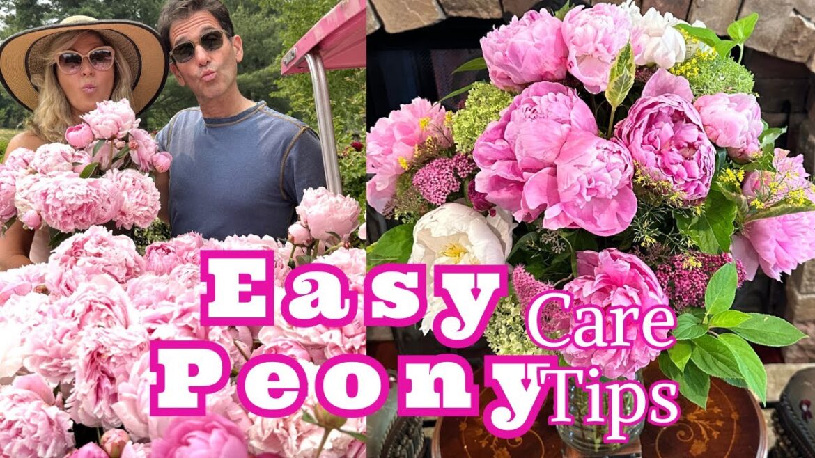 EASY PEONY CARE TIPS EASY PEONY CARE TIPS