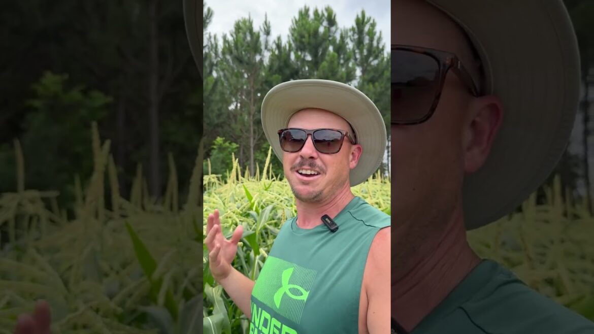 How Green Should It Be? #corn # backyardgrocerystore