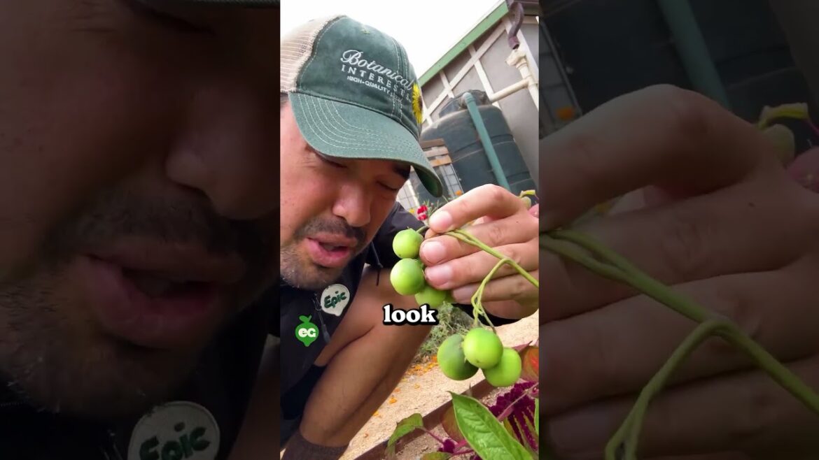 . 😣 Stick to harvesting the tasty spuds below ground instead.#gardening #gardeningtips #garden