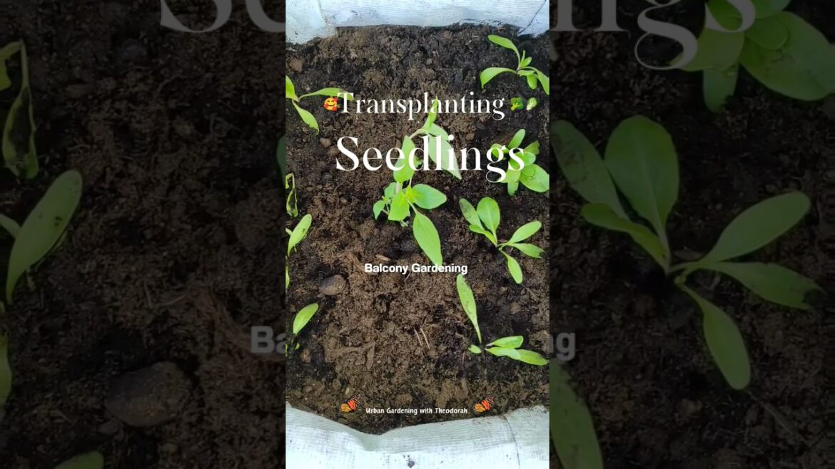🤗Transplanting_Balcony Gardening|Container garden|Recycling #gardening #urbangardening #farming 🥦🫑🍅🥕