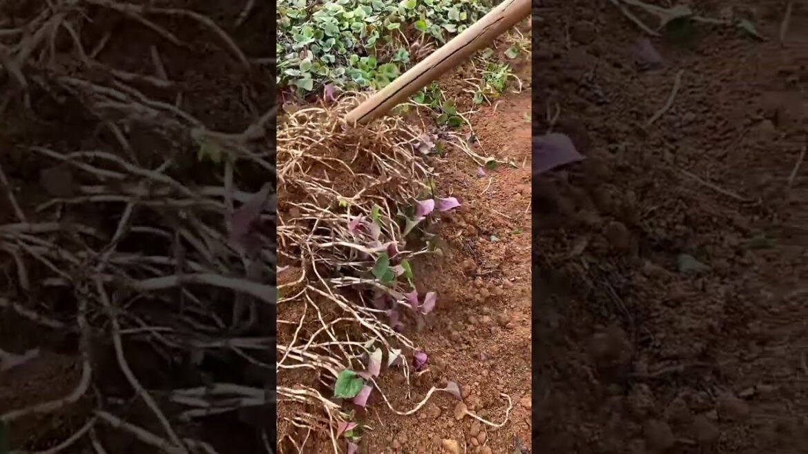 3213 🍃🥒☘🍉🌺 #photography #cowsofinstagram #CountryLife #strangebeauty #CountryDreams