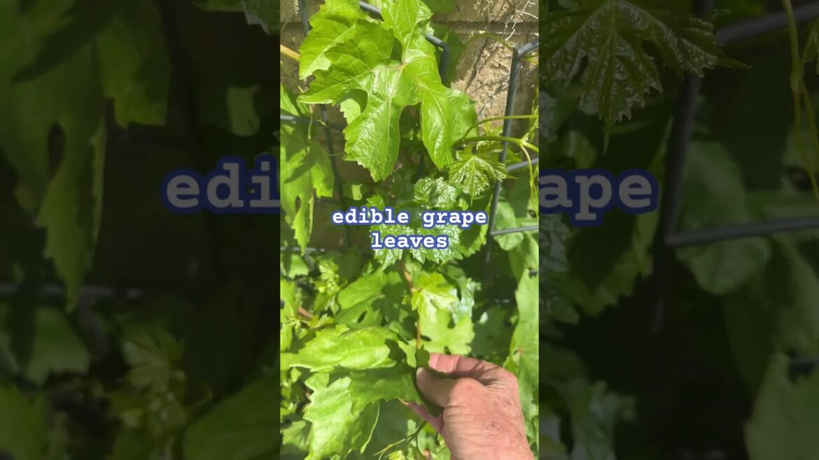Are Grape Leaves Edible? #shorts