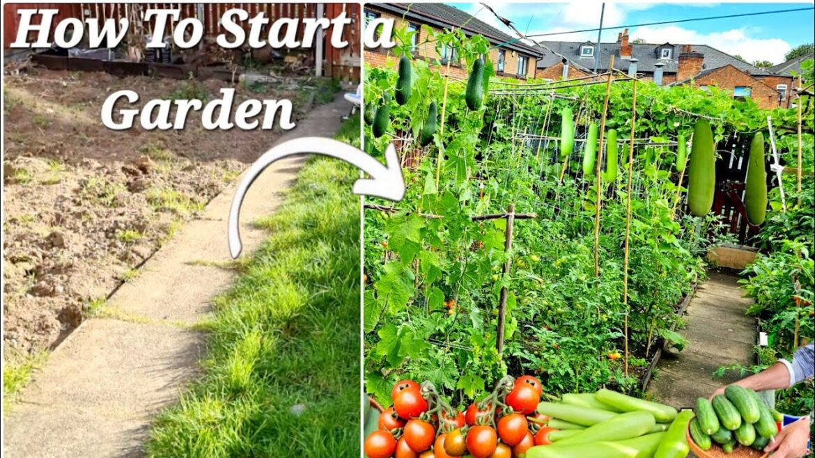 Vegetable Gardening for Beginners | Vegetable Gardening ideas for Home,  How To Start a Garden