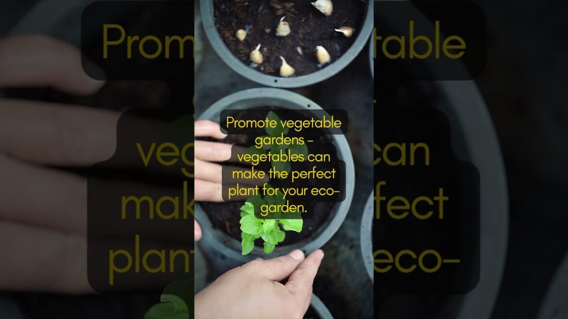 Eco-gardening tips to make your garden MORE SUSTAINABLE! Eco-gardening tips to make your garden MORE SUSTAINABLE!