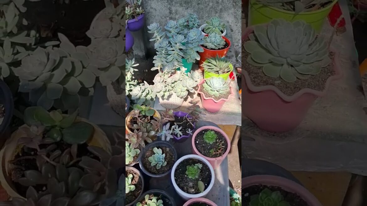 Kitchen garden🤩|succulent plant #shorts #factshorts#ytshorts#youtubeshort#subscribe#trendingshorts