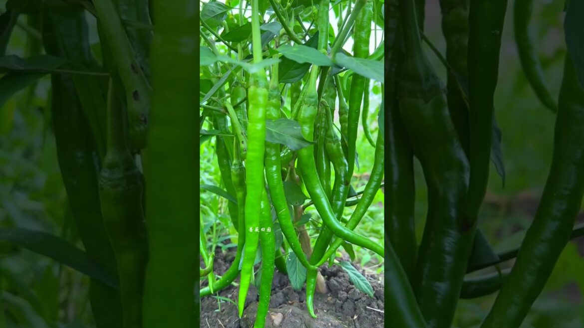 Green chillies gardening 🌶️#youtubeshorts #garden #nature #shorts #viral #ytshorts #trending Green chillies gardening 🌶️#youtubeshorts #garden #nature #shorts #viral #ytshorts #trending