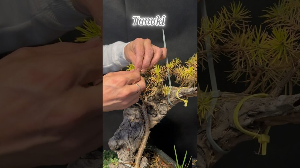 Larch Tanuki bonsai #bonsaiuk #bonsaijapan #bonsaigarden #tree #gardendesign #indoorbonsai #plants