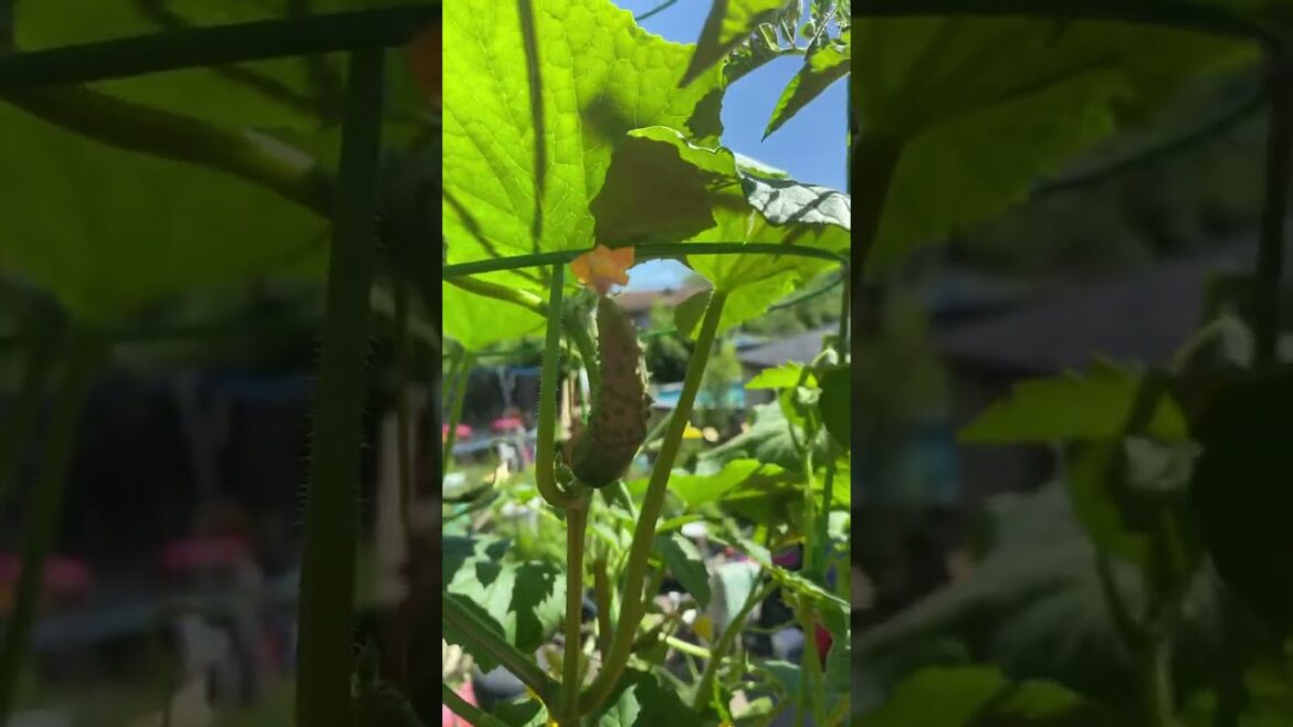 Epic Zone 5 Container Gardening π₯π
Epic Zone 5 Container Gardening π₯π