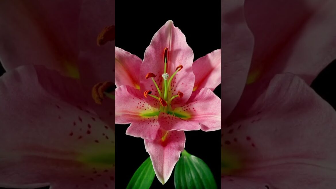 #𝐒𝐨𝐮𝐬𝐚𝐅𝐚𝐦𝐢𝐥𝐲𝐆𝐚𝐫𝐝𝐞𝐧 "Anthurium Hookeri Care and Garden Design Time-Lapse"