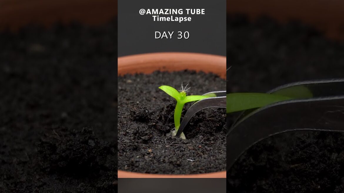 Growing Dragon Fruit Cactus - Time Lapse