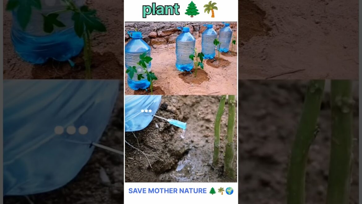 plant trees | save nature to over heat #shorts #gardentips