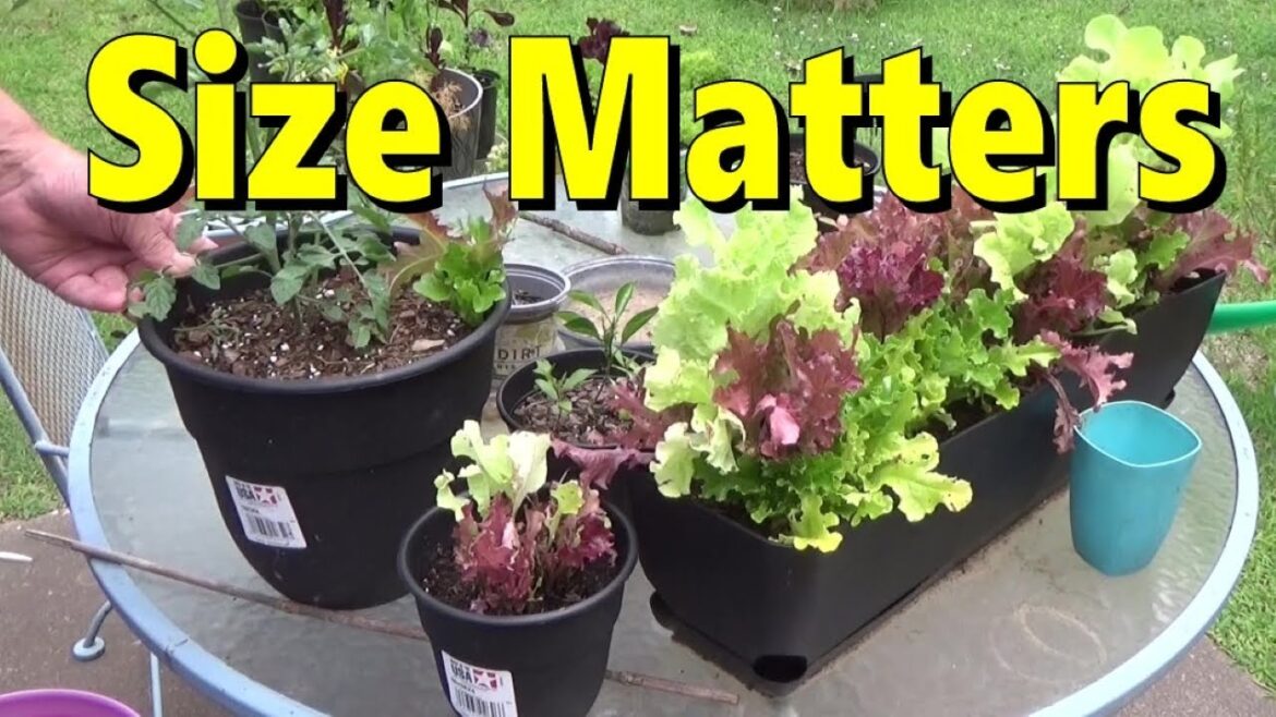 Container Gardening Size Matters 5-30-2024