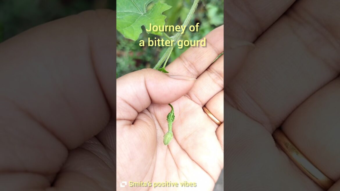 #amazing #garden #shorts #viral #smita #kitchengarden #amazing #garden #shorts #viral #smita #kitchengarden