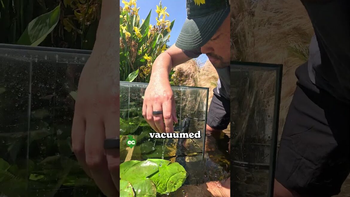 Epic Gardening: I built a skyscraper for my koi fish… I built a skyscraper for my koi fish...