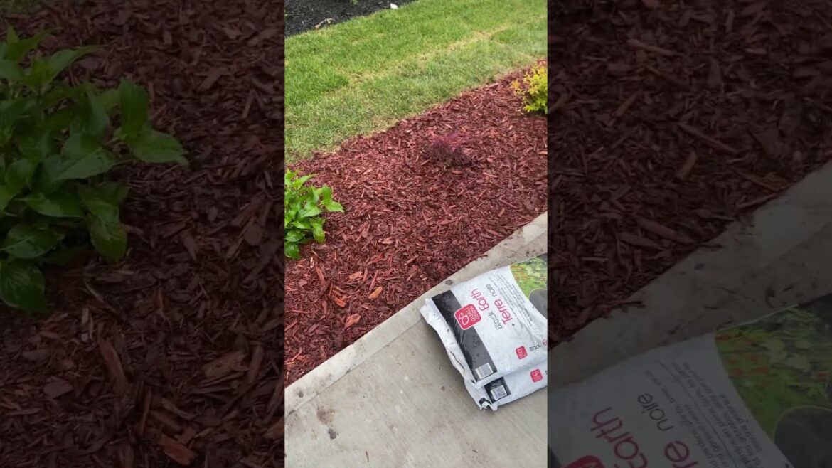 Transforming my front yard into a dream oasis!