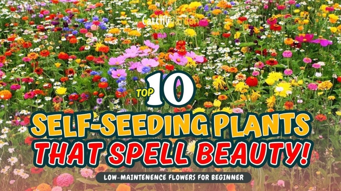 TOP 10 SELF-SEEDING PLANTS THAT SPELL BEAUTY! ππΊπ± // Gardening Ideas TOP 10 SELF-SEEDING PLANTS THAT SPELL BEAUTY! ππΊπ± // Gardening Ideas