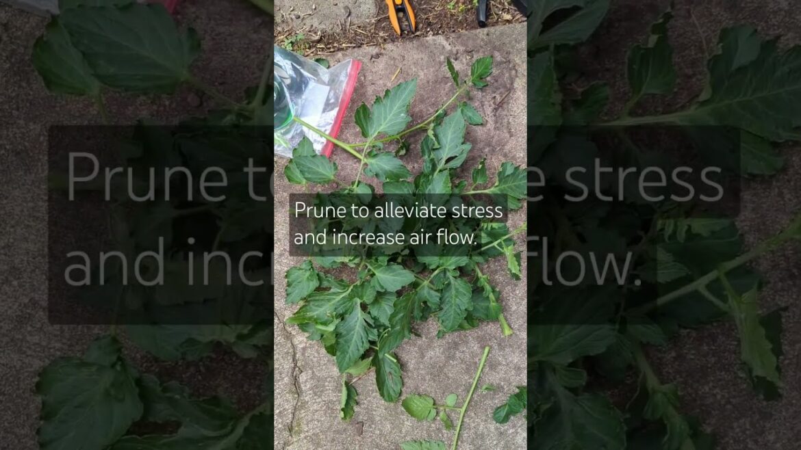Heal Your Tomatoes Broken & Bent Limbs #gardening #tomatoes #gardeningtips Heal Your Tomatoes Broken & Bent Limbs #gardening #tomatoes #gardeningtips