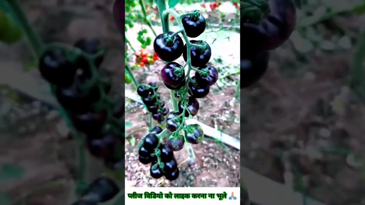 Amazing tomatoes😱|Understanding Chinese Tomato|#shorts #tomatoes #tomatofarming #youtubeshorts