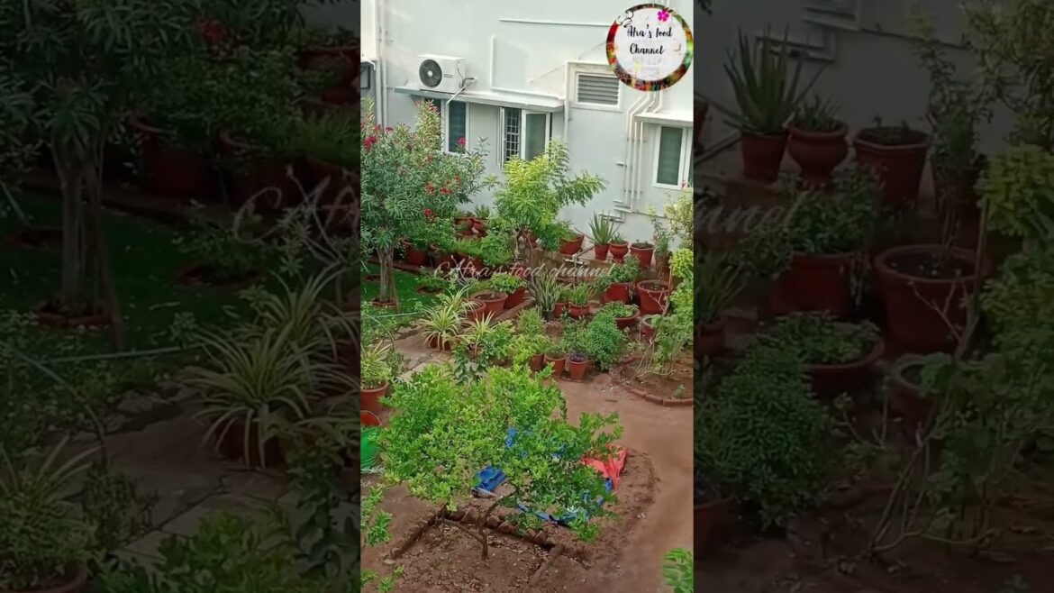 Lovely π #gardening #garden #gardeningtips #gardentour #gardener #gardeningvideos Lovely π #gardening #garden #gardeningtips #gardentour #gardener #gardeningvideos