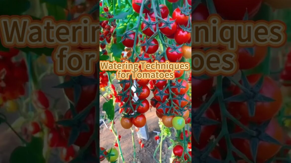 Watering techniques for tomato plants #farming #gardening #gardeningtips #tomato Watering techniques for tomato plants #farming #gardening #gardeningtips #tomato