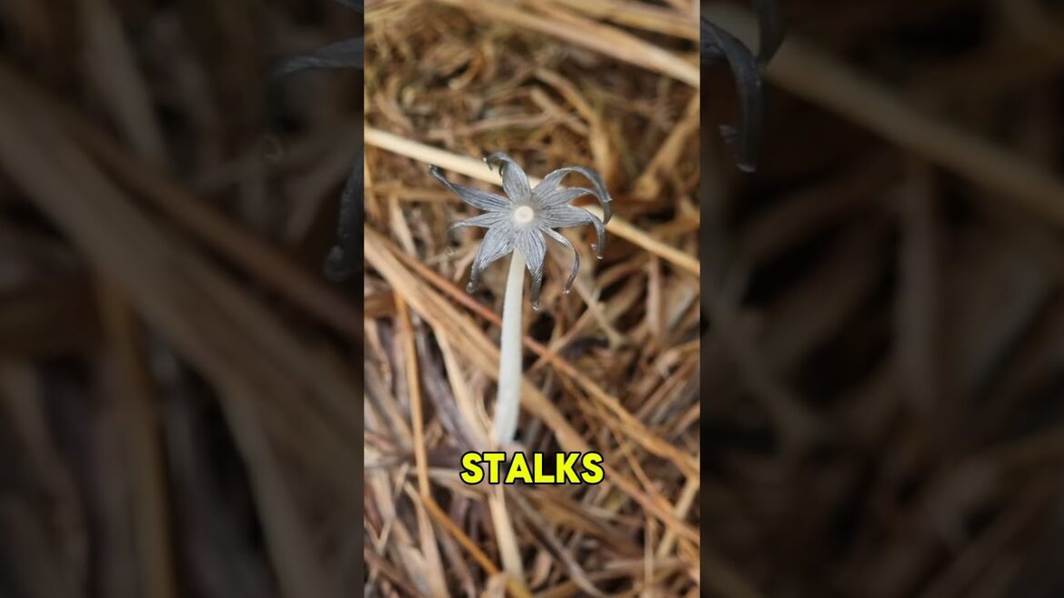 WEIRD LOOKING MUSHROOM IN THE FARM | EDIBLE OR NOT? #subscribe #province #shorts  #mushroom