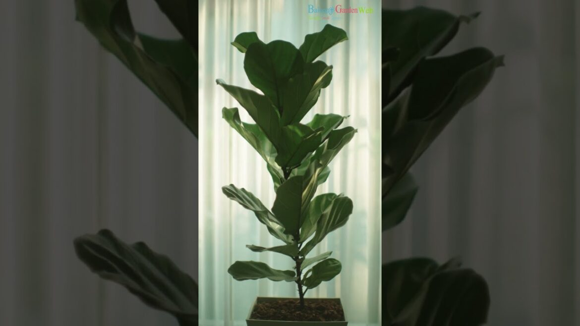 Most Popular Houseplants According to Google Trends #shorts #houseplants