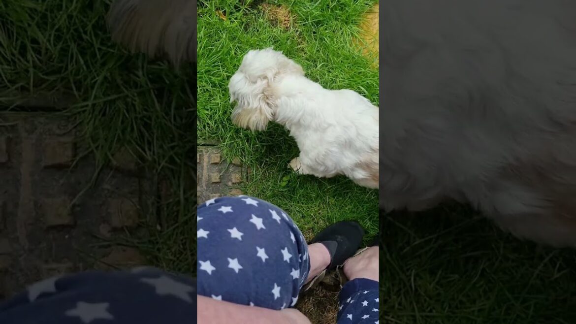 new plans on chanel and in my life. a quiz at night 🌙 my life in days #quiz #garden #puppy