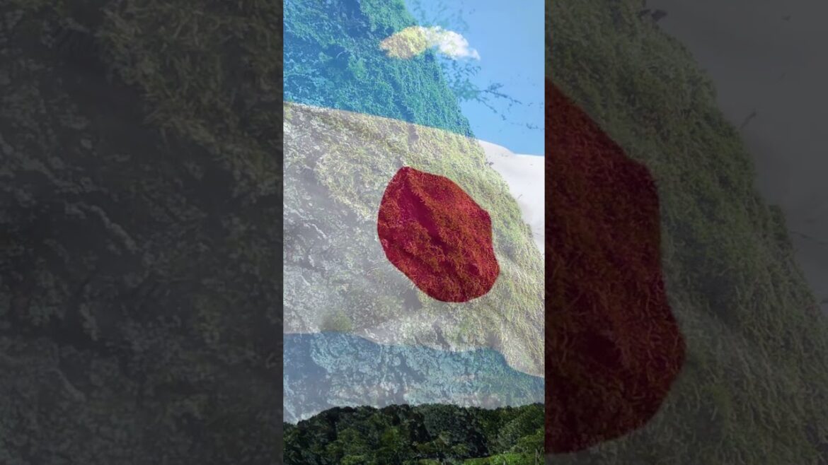 Why is moss important in Japan? #japan #moss #garden #japaneseculture Why is moss important in Japan? #japan #moss #garden #japaneseculture