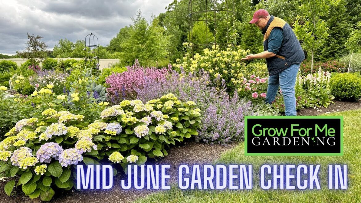 Mid June Garden Check In ⭐️ Container and Rose Update ⭐️ New Perennials