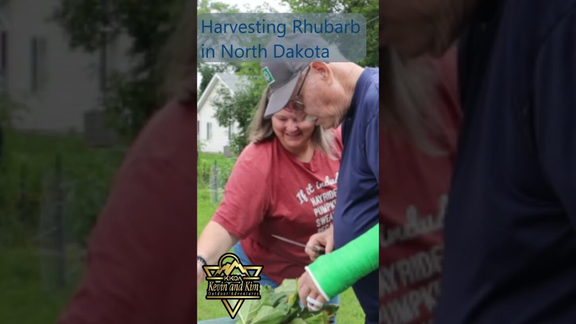 Harvesting Rhubarb in North Dakota Shorts #kkoa #shorts