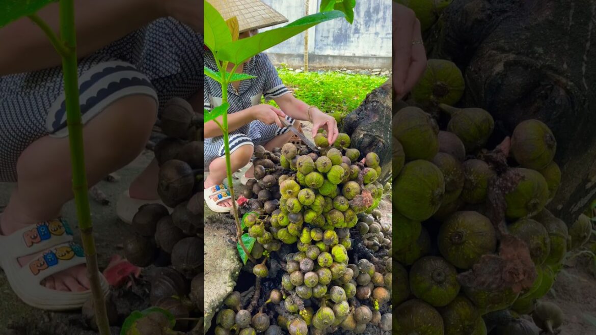 Picking fruits 🍊🍏🍑🥭🍐🍇in the garden #fruit #garden #short#p106