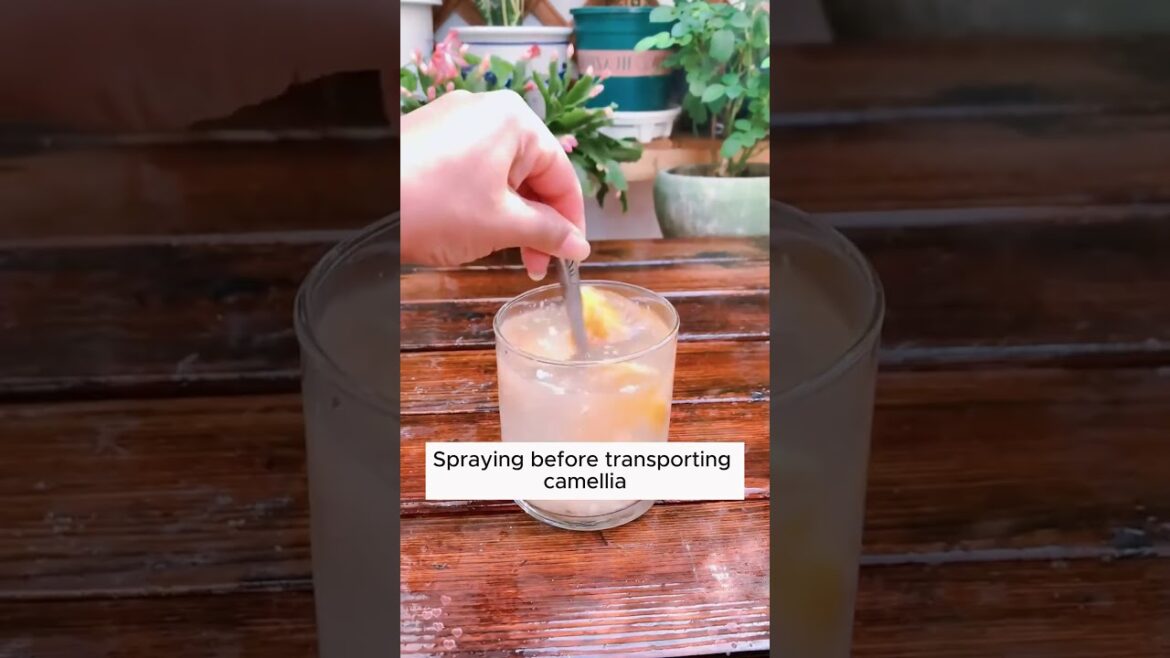 Subscribe for more such Gardening Tips & Ideas ๐๐ #garden #gardening #gardeningideas #gardeningtips Subscribe for more such Gardening Tips & Ideas ๐๐ #garden #gardening #gardeningideas #gardeningtips