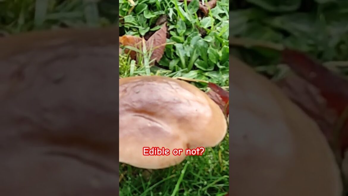 First funghi that I've seen this year, edible or not? mushroom or toadstool? #shorts #funghi #edible