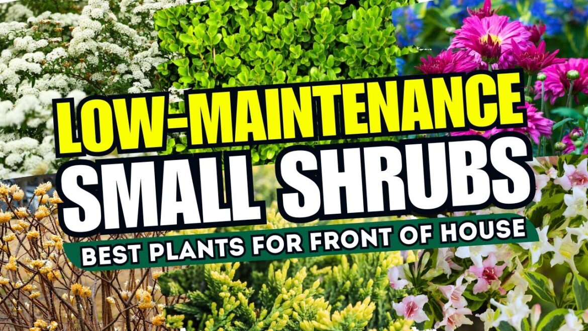 🌿🏡 TRANSFORM Your Front Yard! 10 Low-Maintenance Small Shrubs PERFECT for Any Home! 🌺✨