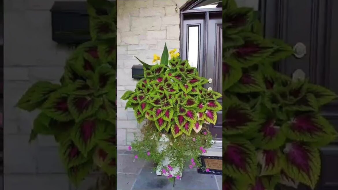Ideas for small garden design | Small yard landscaping ideas