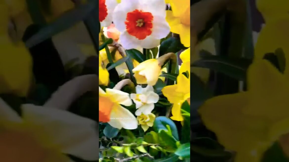 Beautiful garden full of flowers🌼 👩‍🌾| Home garden |#shortsviral #gardening #shorts