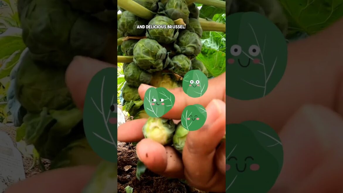 California Gardening: Growing and Harvesting Brussels Sprouts: Tips for a Bountiful Garden! Growing and Harvesting Brussels Sprouts: Tips for a Bountiful Garden!