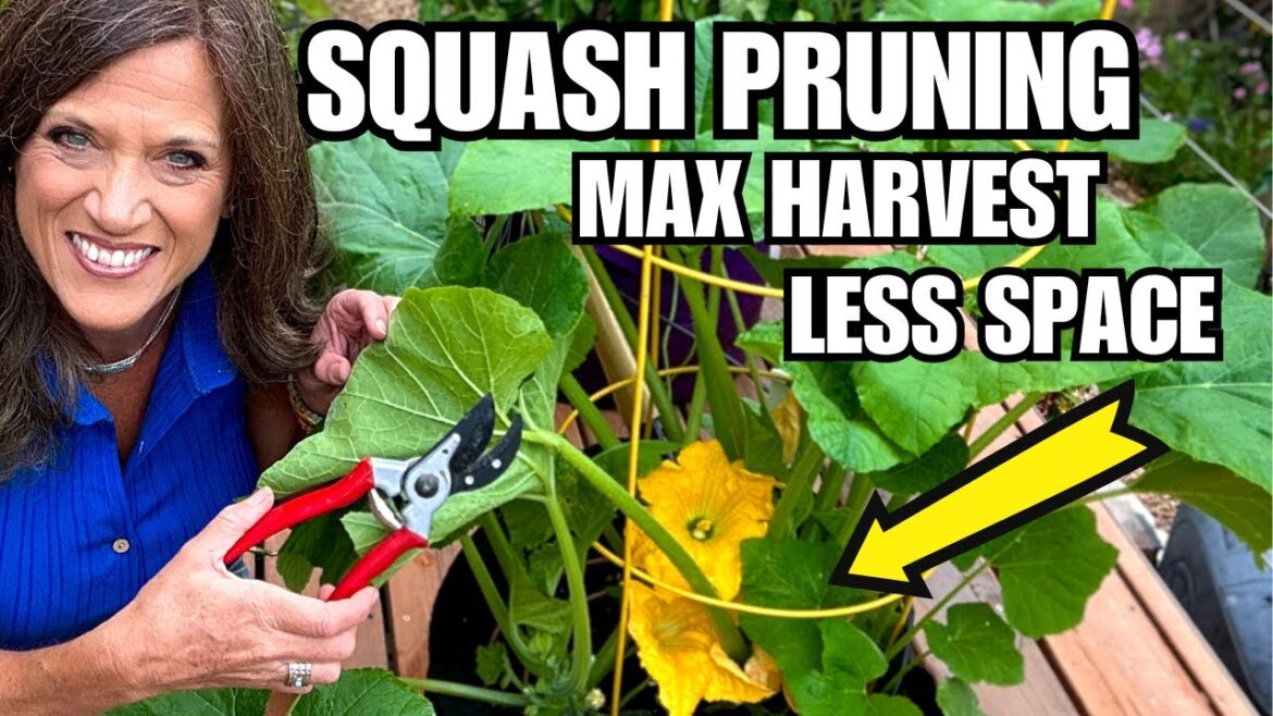 Pruning Squash: Maximum Harvest & Powdery Mildew Control