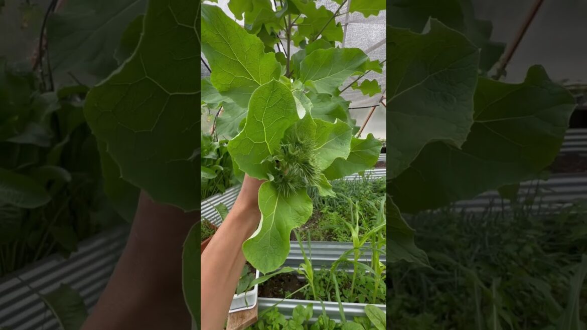 The SUMMER Greenhouse | ‘THISTLE’ Have To Do! | EDIBLE & MEDICINAL Thistles In The GREENHOUSE #grow