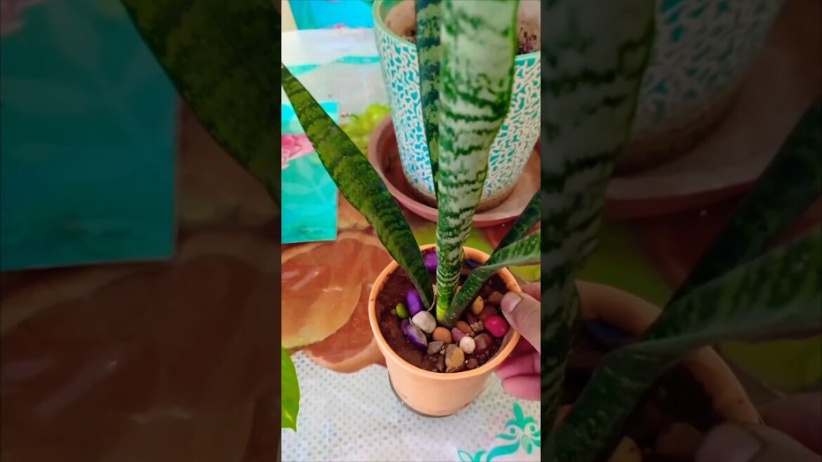 Ceramic planters 🥃 मे लगे है सुंदर और टिकाऊ पौधे#shorts💚🌿🪴☘️ #music #gardening