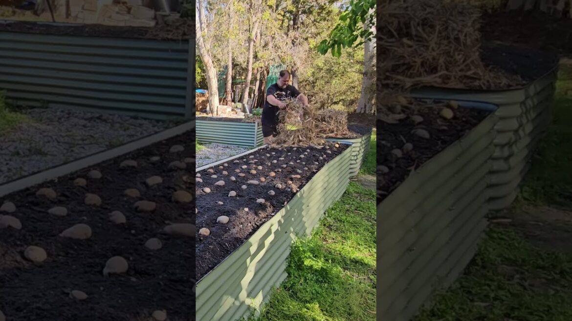 What Happens When You SURFACE LAY potatoes?