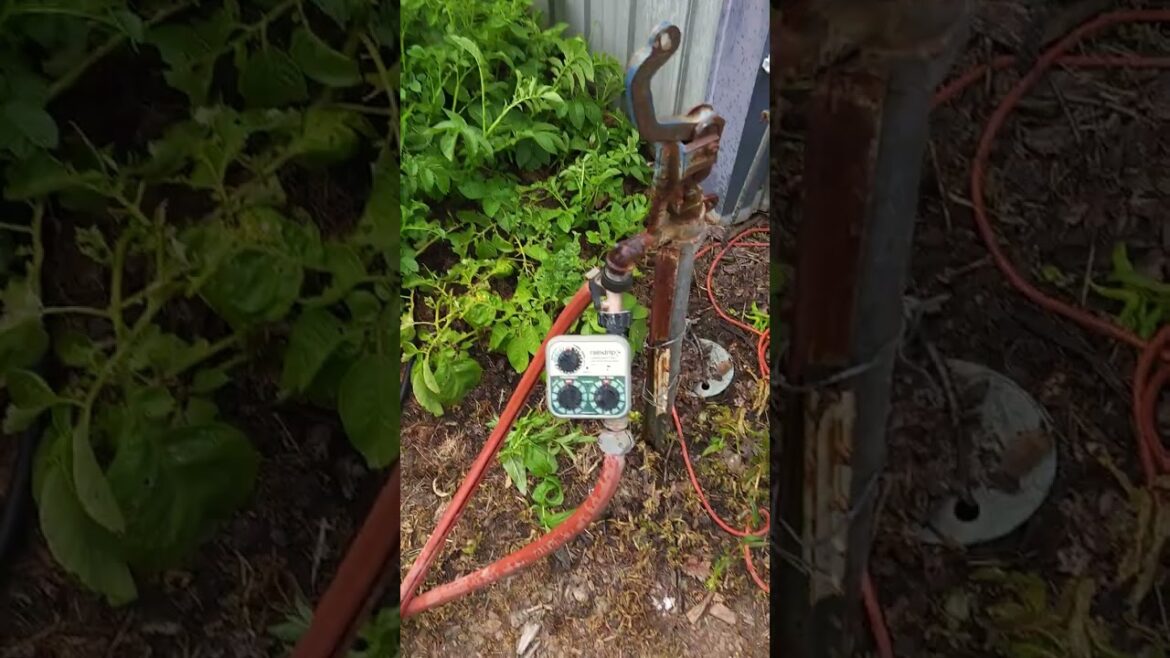 Inexpensive Automatic Watering System #garden #growsomefood