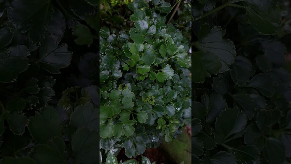 Aralia #garden #home #shortsfeed #nature #youtubeshorts #plants #gardening #rain #ytshorts #foliage