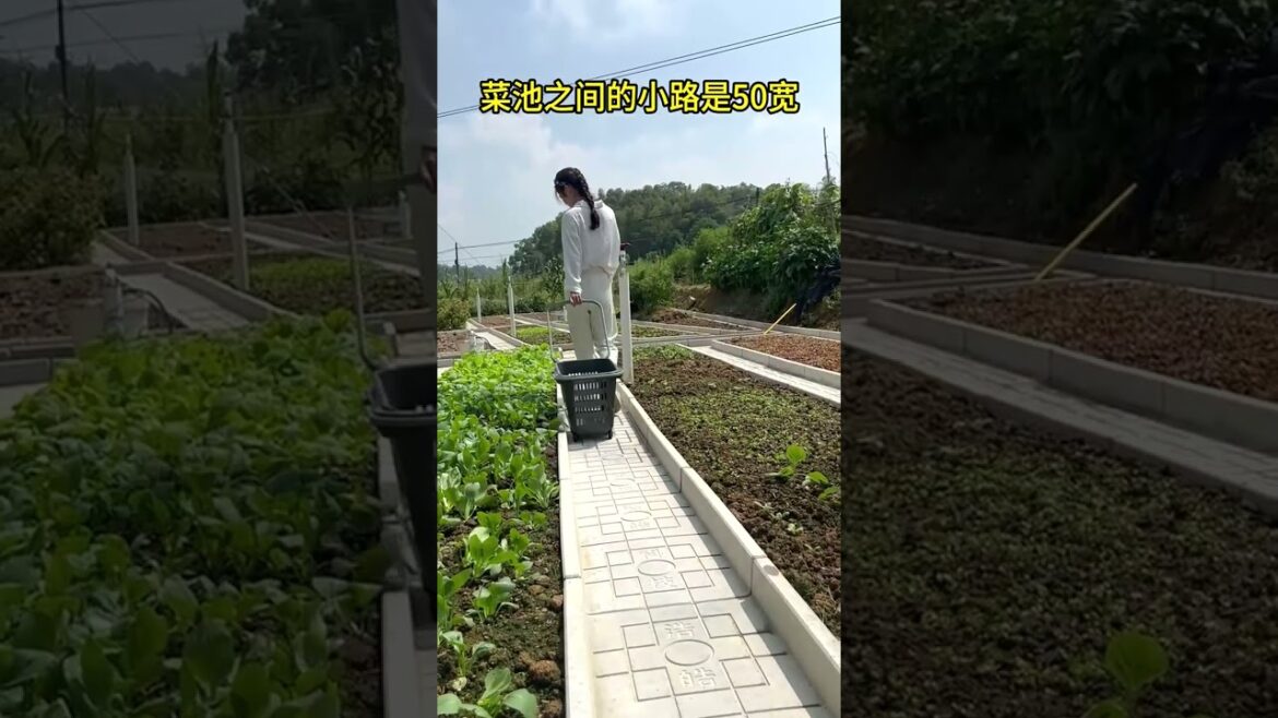 818 🌿🌳☘🥭🌰 #vegetable #gardening #fruit #agri #nature