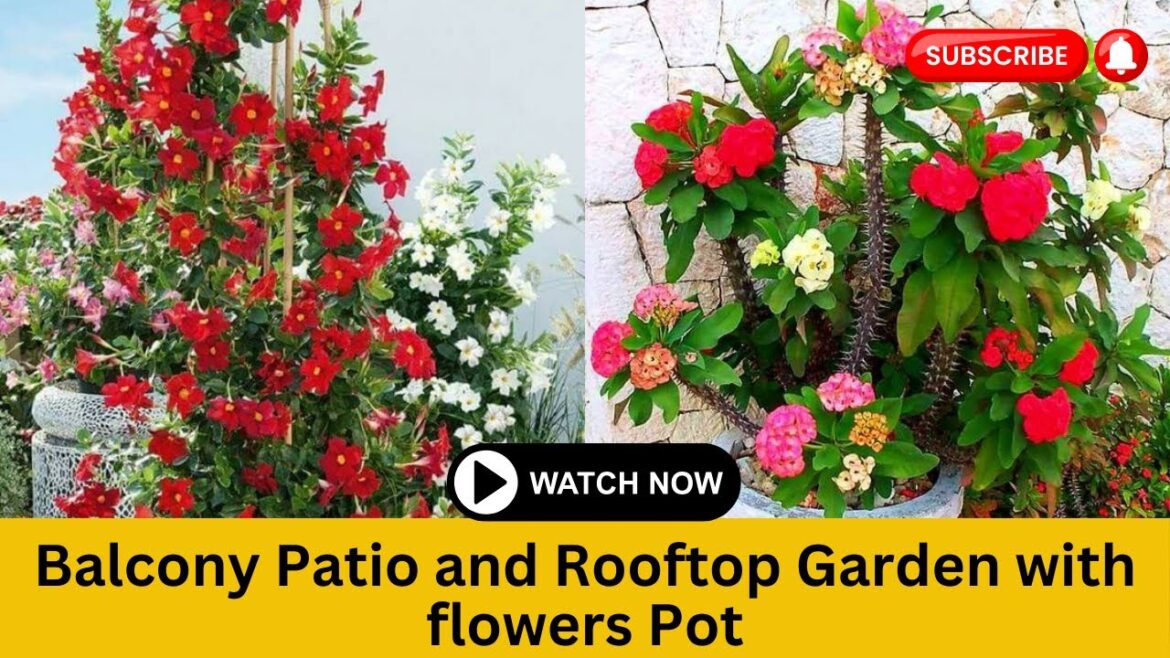 Enhance Your Home Balcony Patio and Rooftop Garden with Best Flowers Pots | Home Flowers Care Tips
