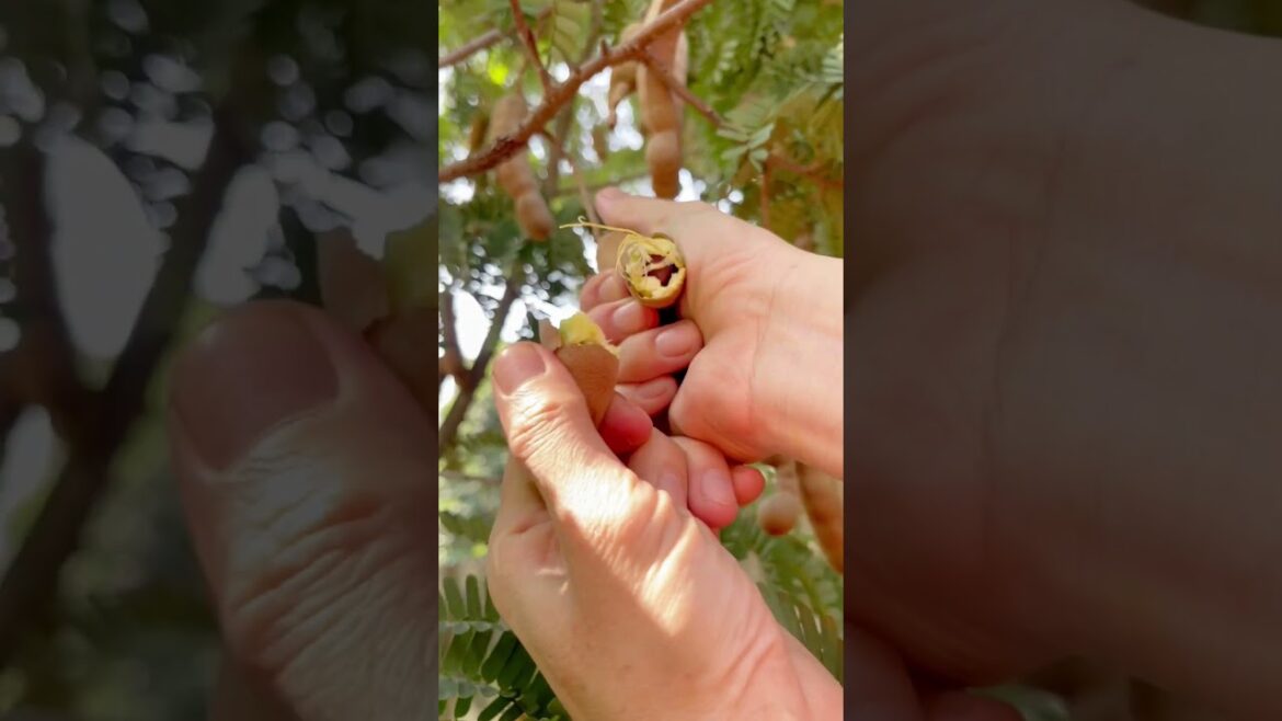 Cute tamarind 🫛 and man's hands #trending #kisds #fruit #shortvideo #p2