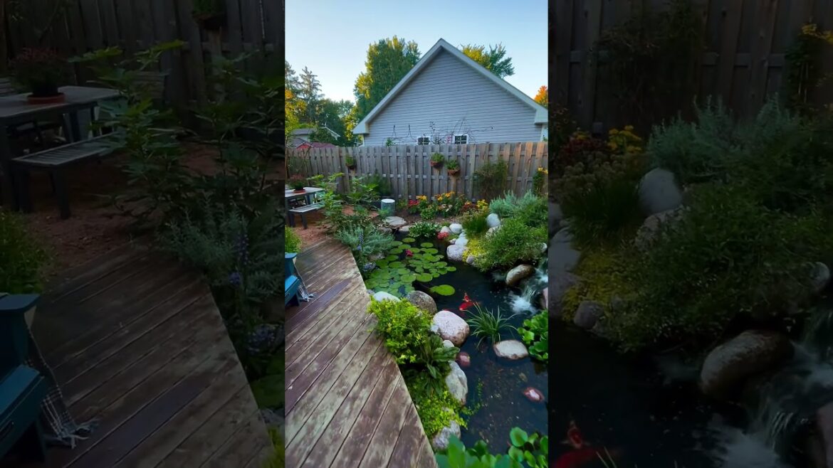 Backyard Paradise! #shorts