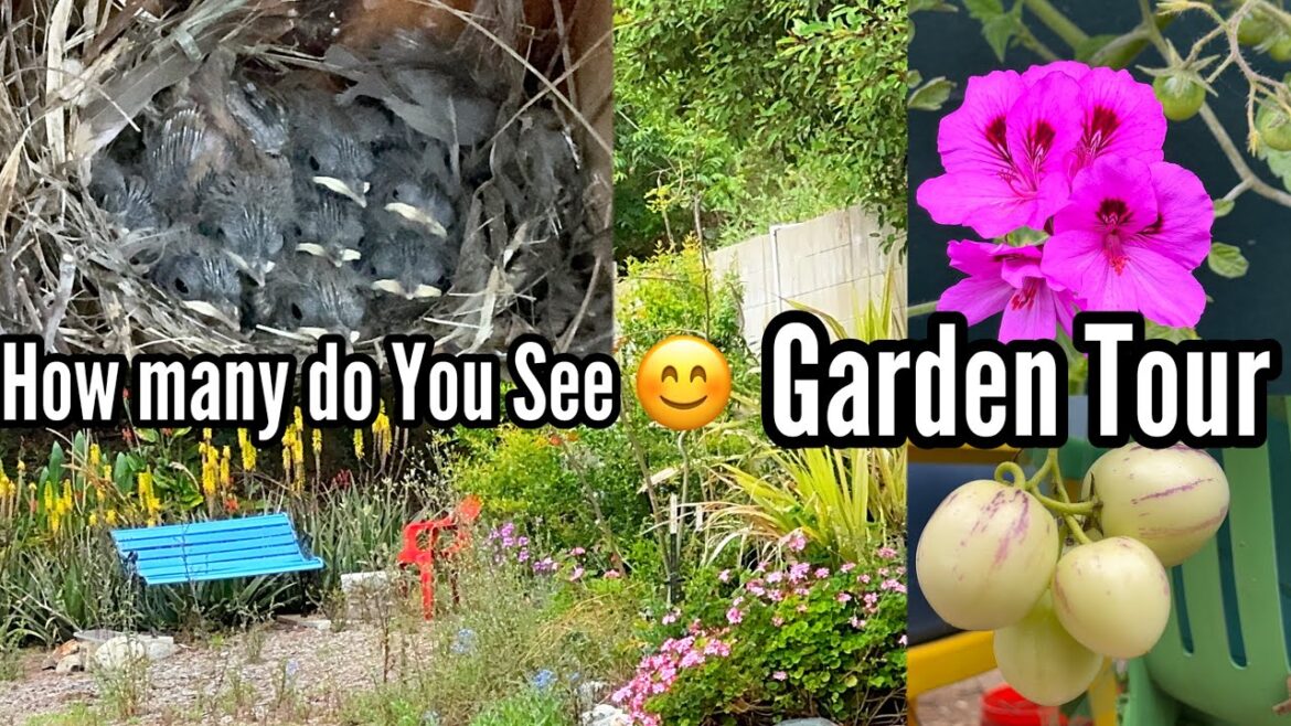 Garden Tour Growing TIPS, Birds, Nest & Nature Talk, Ground/Container Gardening Vegetables & Flowers